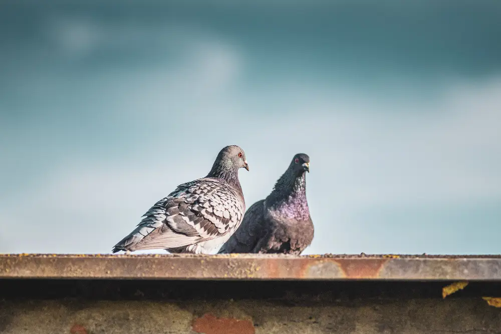 Closeup-shot-of-two-stock-doves-standing-on-the-roof