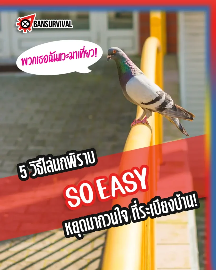 5 วิธีไล่นกพิราบ SO EASY หยุดมากวนใจที่ระเบียงบ้าน