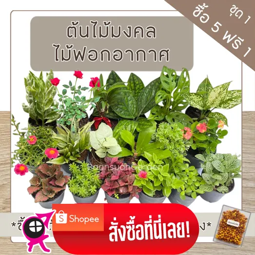 ต้นไม้ฟอกอากาศ วางบนโต๊ะทำงานที่บ้านเพื่ออากาศบริสุทธิ์ จบปัยหาฝุ่น pm 2.5