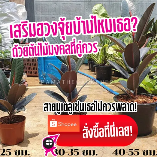 ต้นไม้มงคลประดับสวนหน้าบ้าน